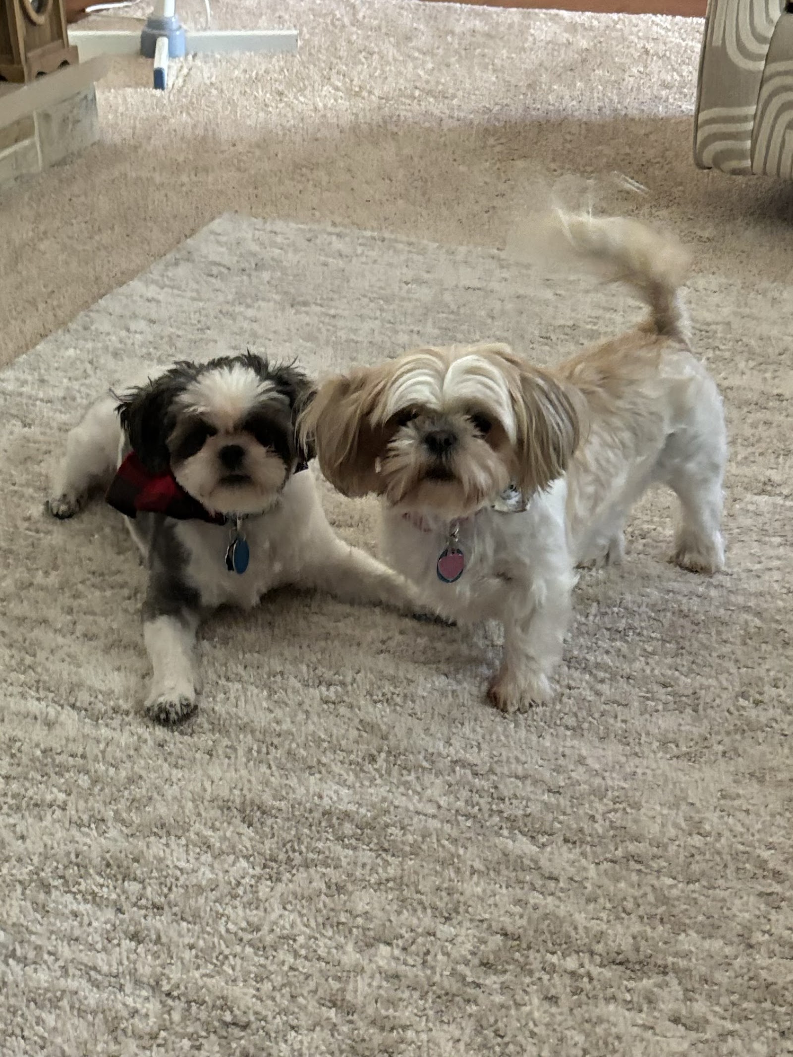 Downtown Hound Grooming & Pet