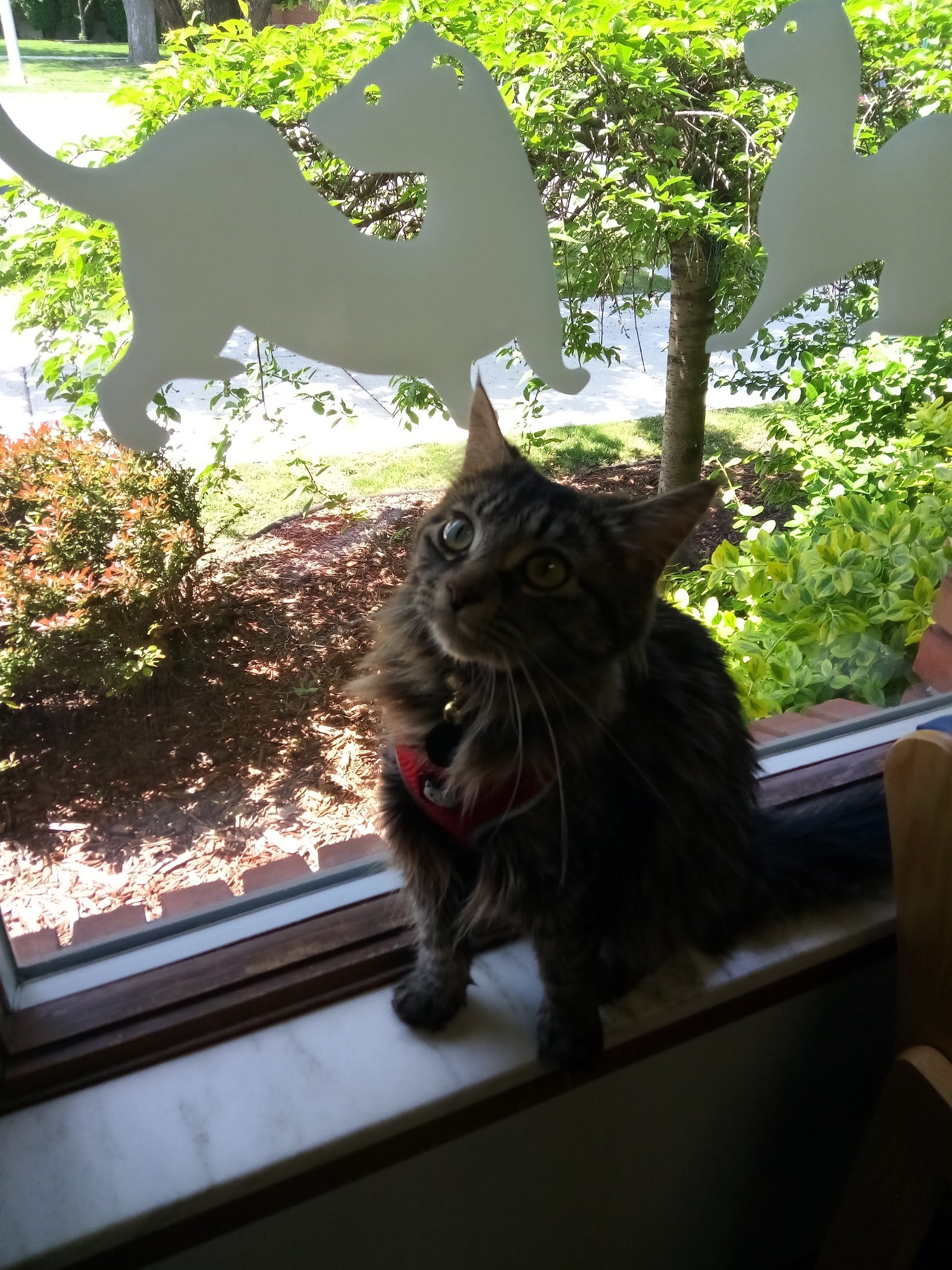 River Raisin Veterinary Clinic — photo